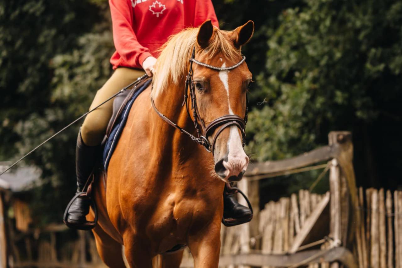 Yegua Oldenburgu&eacute;s En venta 2019 Alaz&aacute;n por MARC CAIN