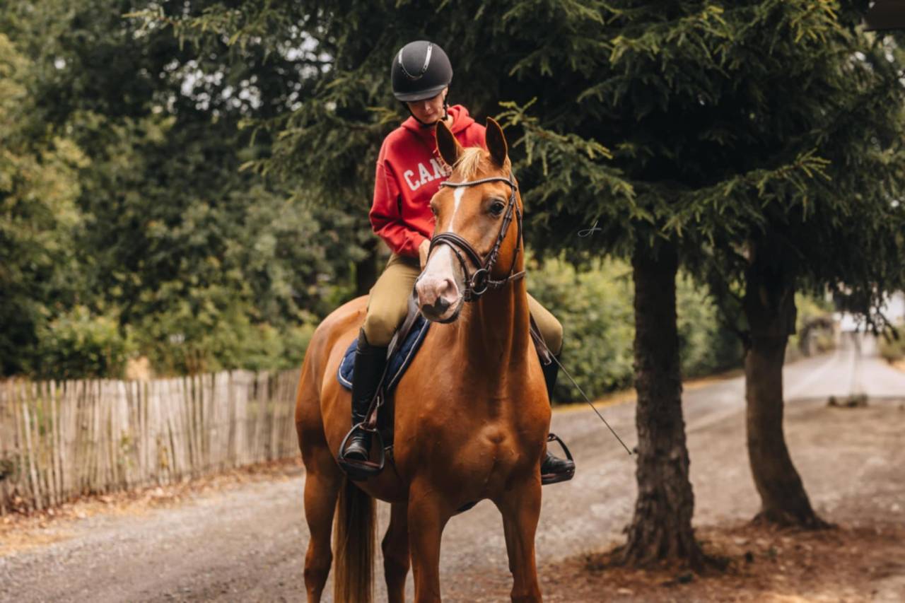 Yegua Oldenburgu&eacute;s En venta 2019 Alaz&aacute;n por MARC CAIN
