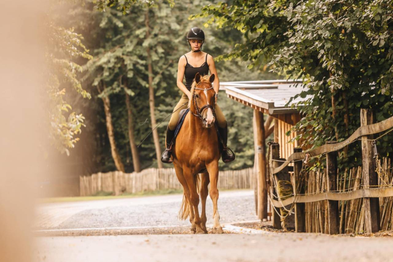 Yegua Oldenburgu&eacute;s En venta 2019 Alaz&aacute;n por MARC CAIN