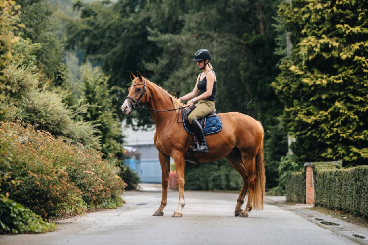 Yegua Oldenburgu&eacute;s En venta 2019 Alaz&aacute;n por MARC CAIN