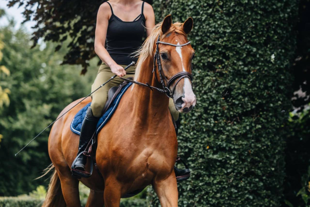 Yegua Oldenburgu&eacute;s En venta 2019 Alaz&aacute;n por MARC CAIN