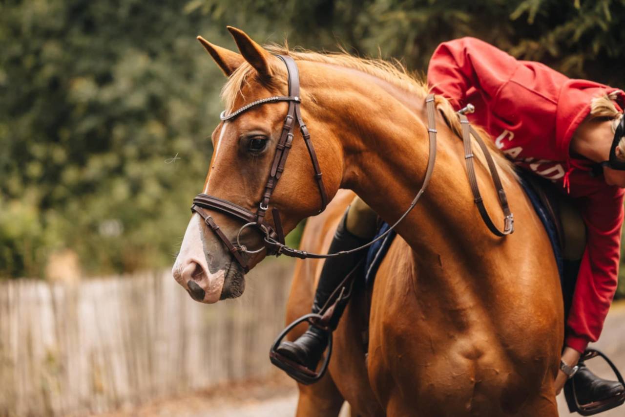 Yegua Oldenburgu&eacute;s En venta 2019 Alaz&aacute;n por MARC CAIN