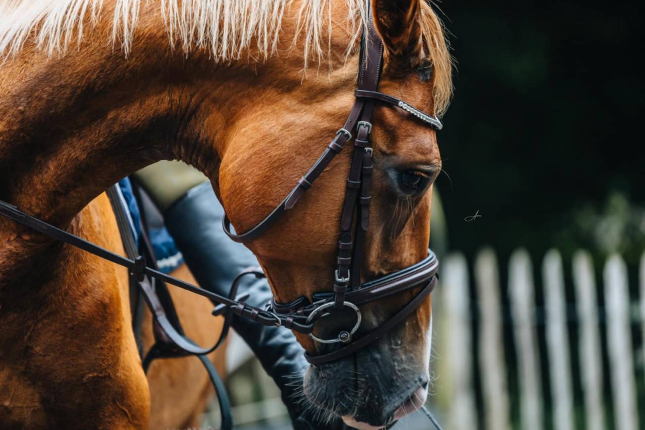 Yegua Oldenburgu&eacute;s En venta 2019 Alaz&aacute;n por MARC CAIN