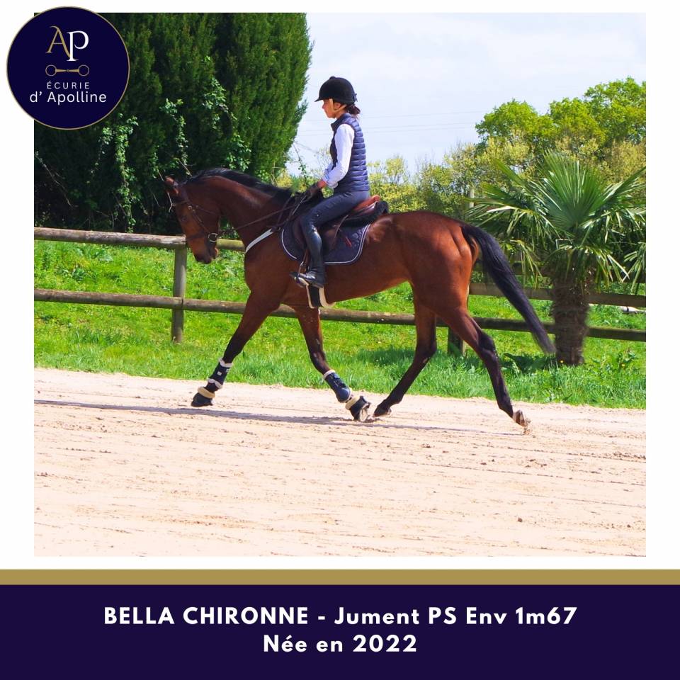 Yegua Pura Sangre En venta 2022 Bayo