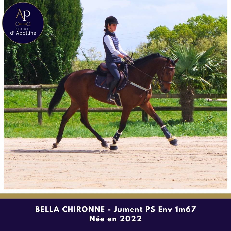 Yegua Pura Sangre En venta 2022 Bayo