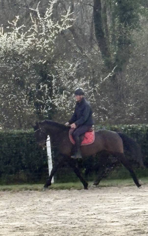 Caballo castrado Westfaliano En venta 2022 Bayo moreno por Franziskus