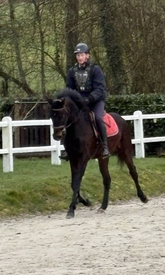 Caballo castrado Westfaliano En venta 2022 Bayo moreno por Franziskus