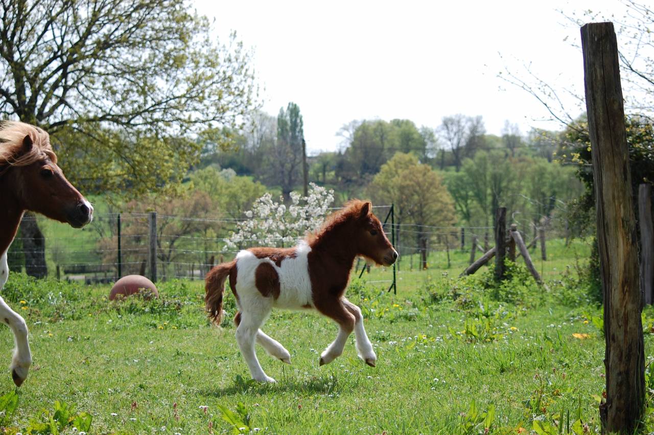Potro Shetland En venta 2026 P&iacute;o por Artaban des Cles
