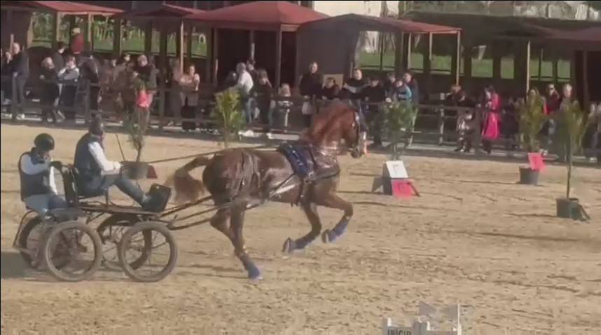 KWPN carta original, excelente caballo