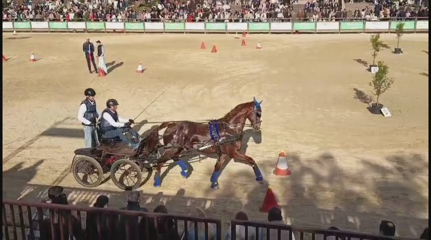 KWPN carta original, excelente caballo