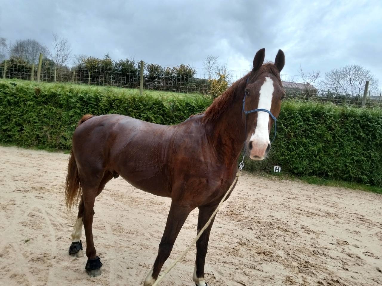 KWPN carta original, excelente caballo