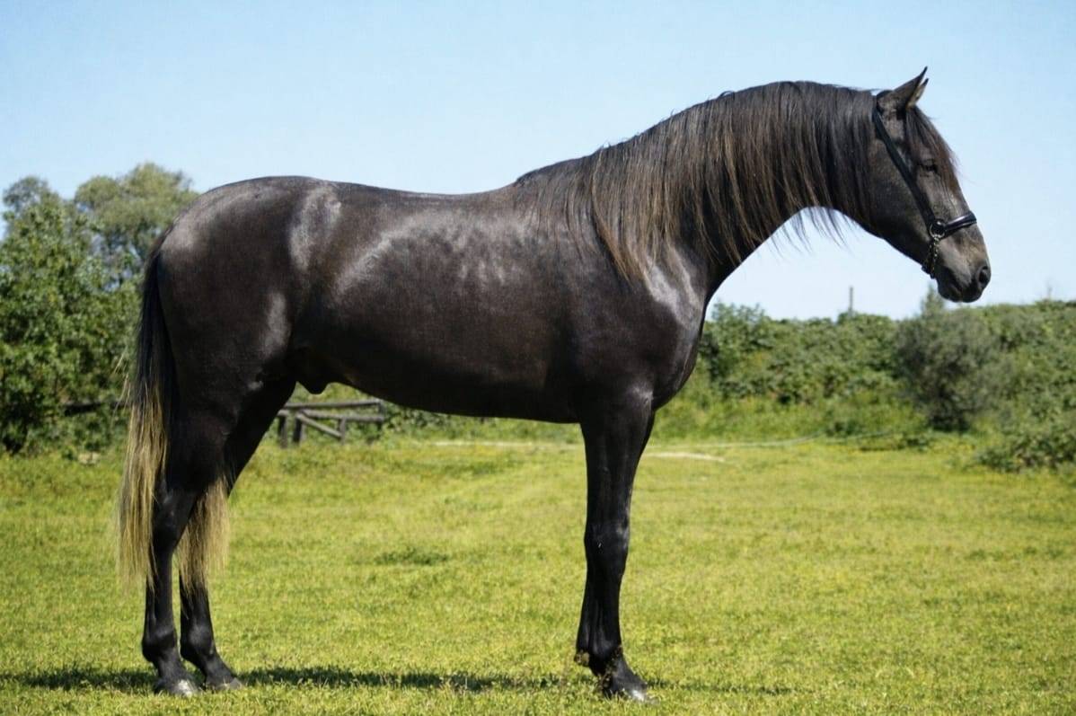 POTRO PRE 2023 1.67m