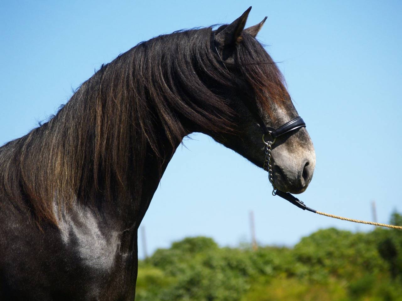 POTRO PRE 2023 1.67m