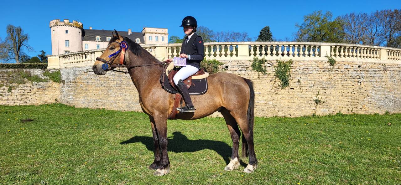 Caballo castrado Connemara En venta 2020 Isabelo