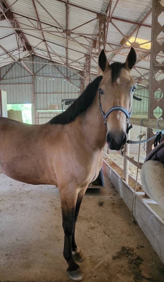 Caballo castrado Connemara En venta 2020 Isabelo