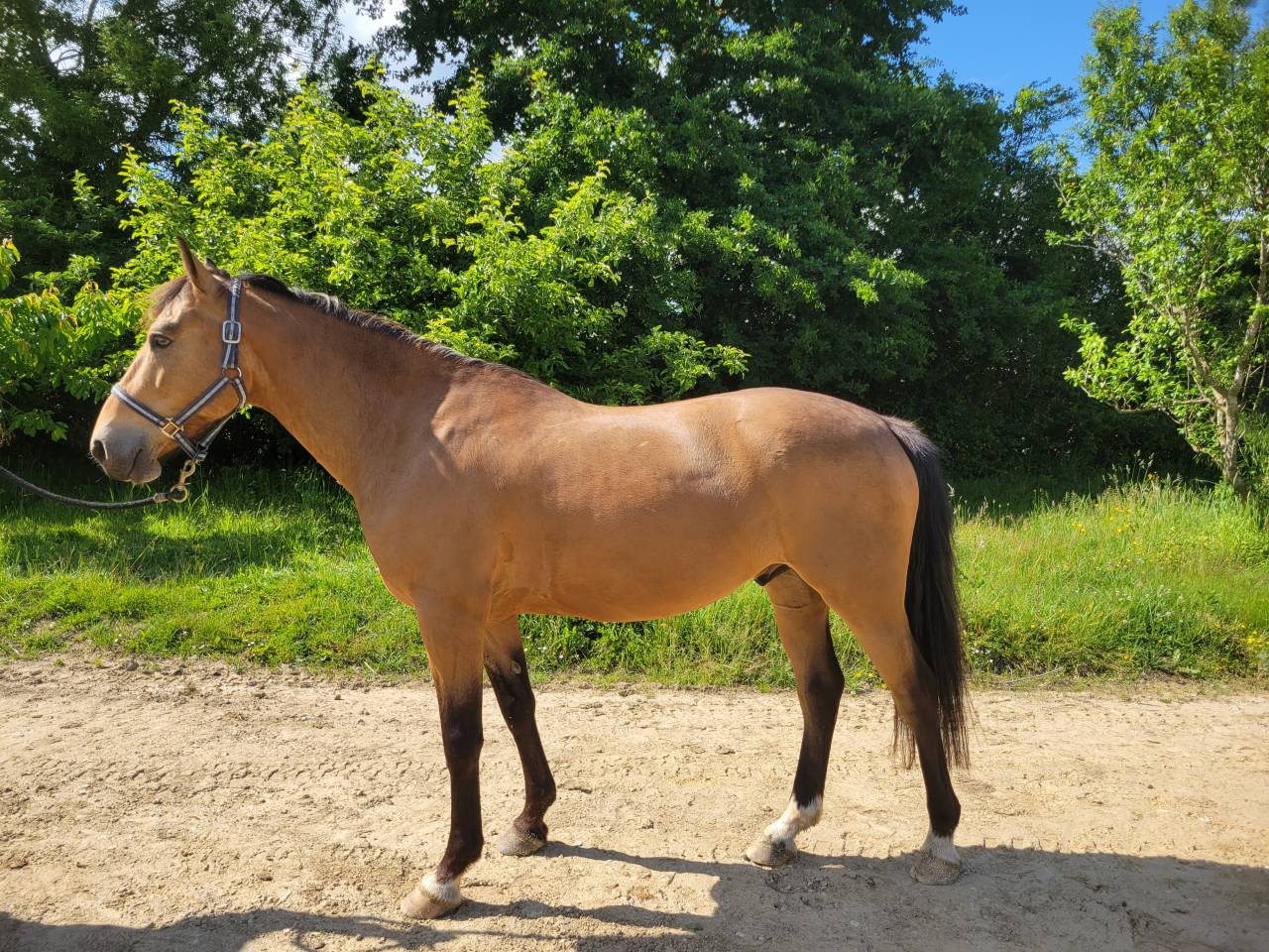 Caballo castrado Connemara En venta 2020 Isabelo