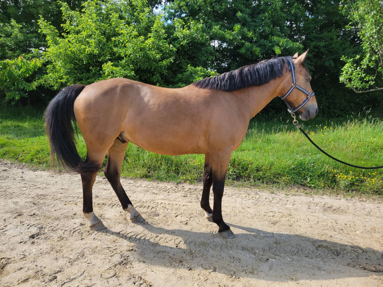 Caballo castrado Connemara En venta 2020 Isabelo