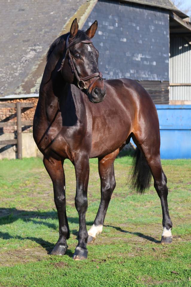 Caballo castrado Holsteiner En venta 2020 Bayo por Q-OXFORED QUALITY