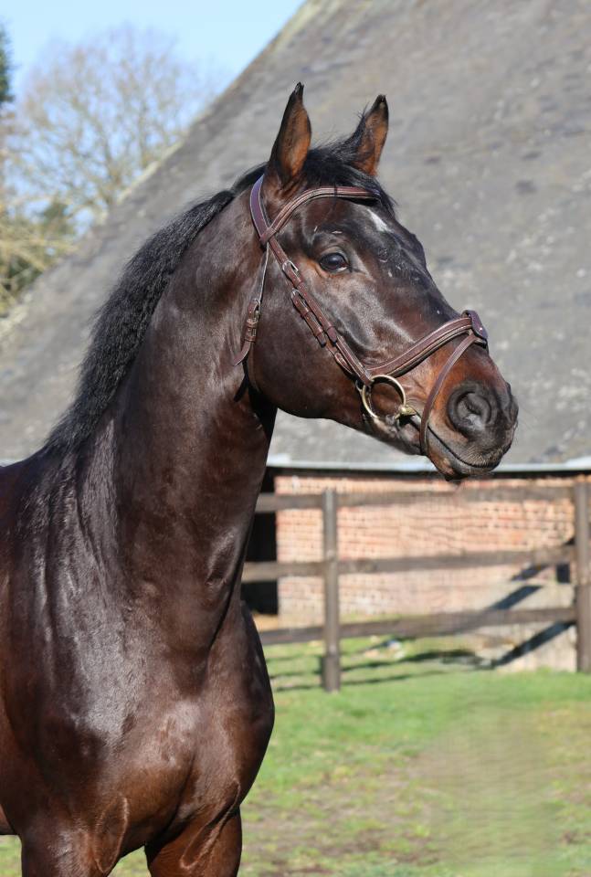 Caballo castrado Holsteiner En venta 2020 Bayo por Q-OXFORED QUALITY