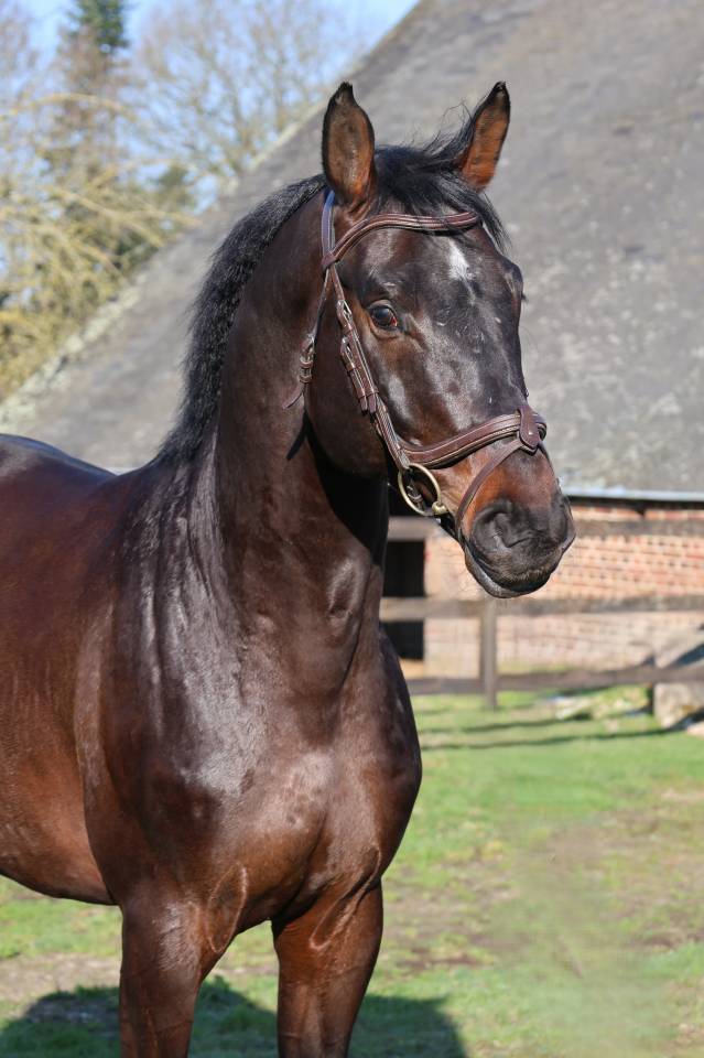 Caballo castrado Holsteiner En venta 2020 Bayo por Q-OXFORED QUALITY