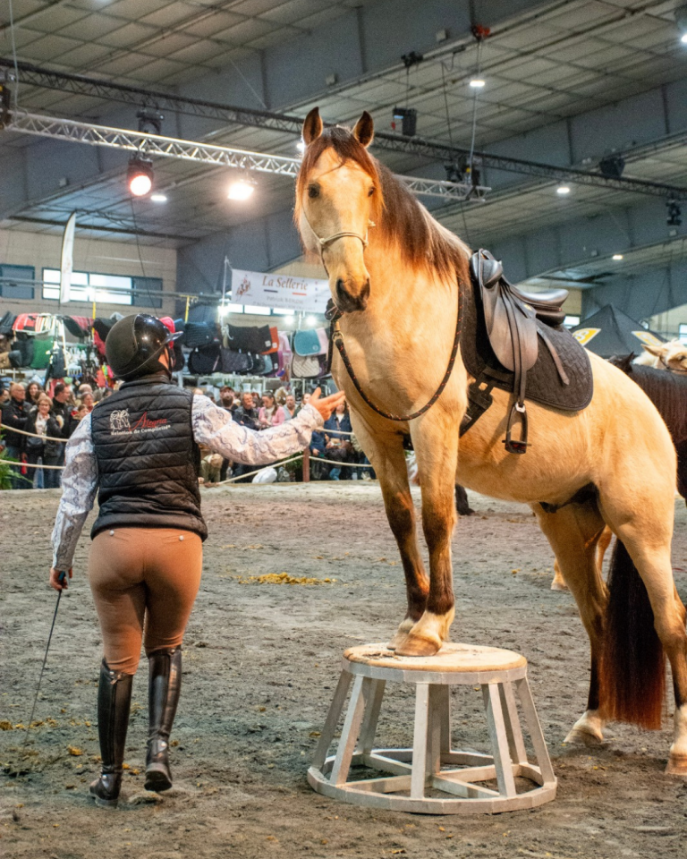 Caballo castrado PRE Pura Raza Espa&ntilde;ola En venta 2021 Isabelo