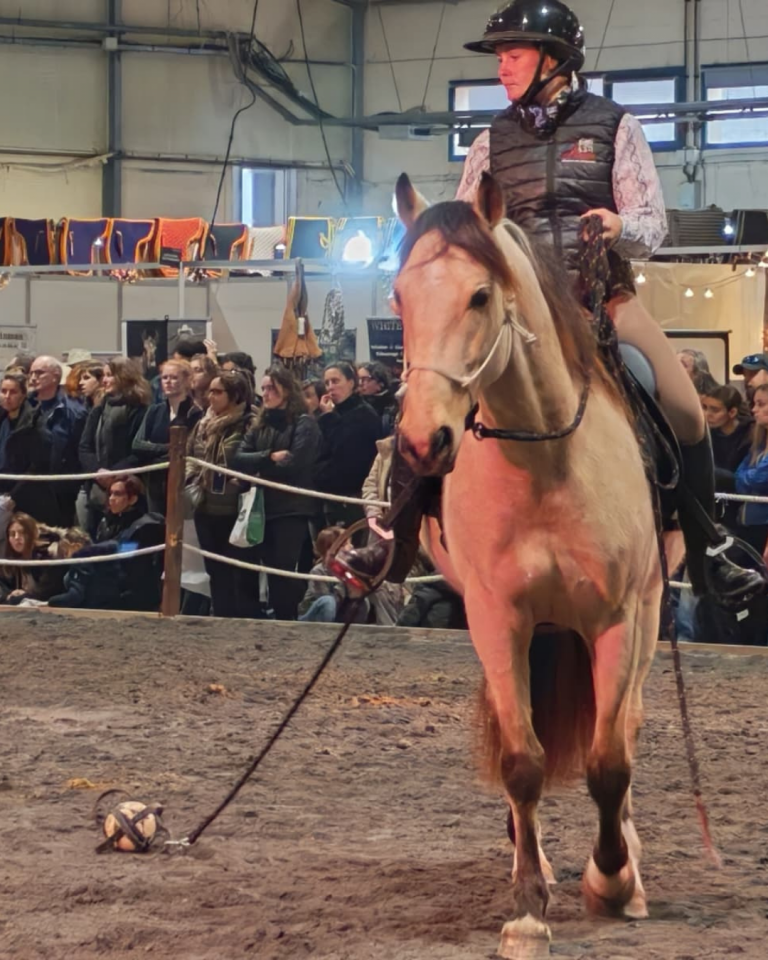 Caballo castrado PRE Pura Raza Espa&ntilde;ola En venta 2021 Isabelo