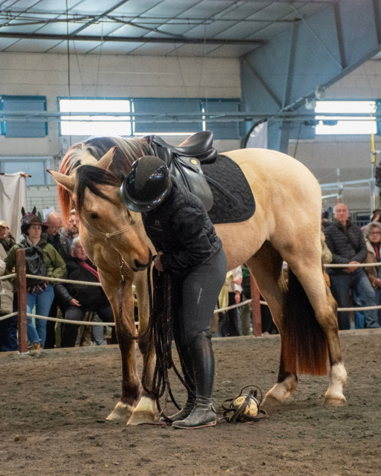 Caballo castrado PRE Pura Raza Espa&ntilde;ola En venta 2021 Isabelo