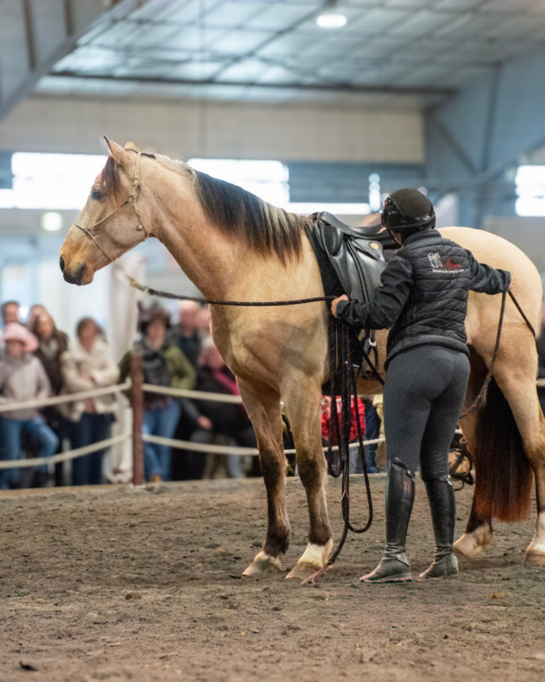 Caballo castrado PRE Pura Raza Espa&ntilde;ola En venta 2021 Isabelo