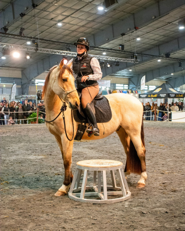 Caballo castrado PRE Pura Raza Espa&ntilde;ola En venta 2021 Isabelo