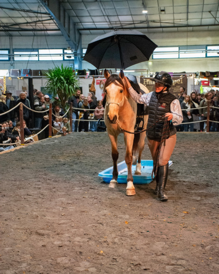 Caballo castrado PRE Pura Raza Espa&ntilde;ola En venta 2021 Isabelo