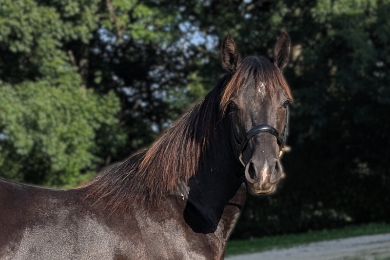 Caballo entero Quarter Horse En venta 2023 Negro