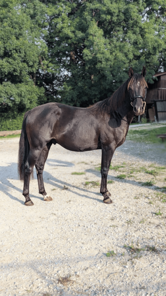 Caballo entero Quarter Horse En venta 2023 Negro