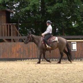 Yegua Quarter Horse En venta 2020 Grullo por JAZ GC DE PLATA