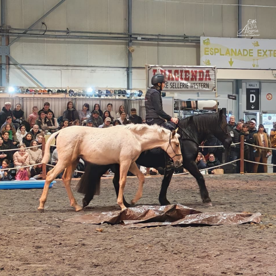 Potro PRE Pura Raza Espa&ntilde;ola En venta 2025 Palomino por ADAGIO CALLER