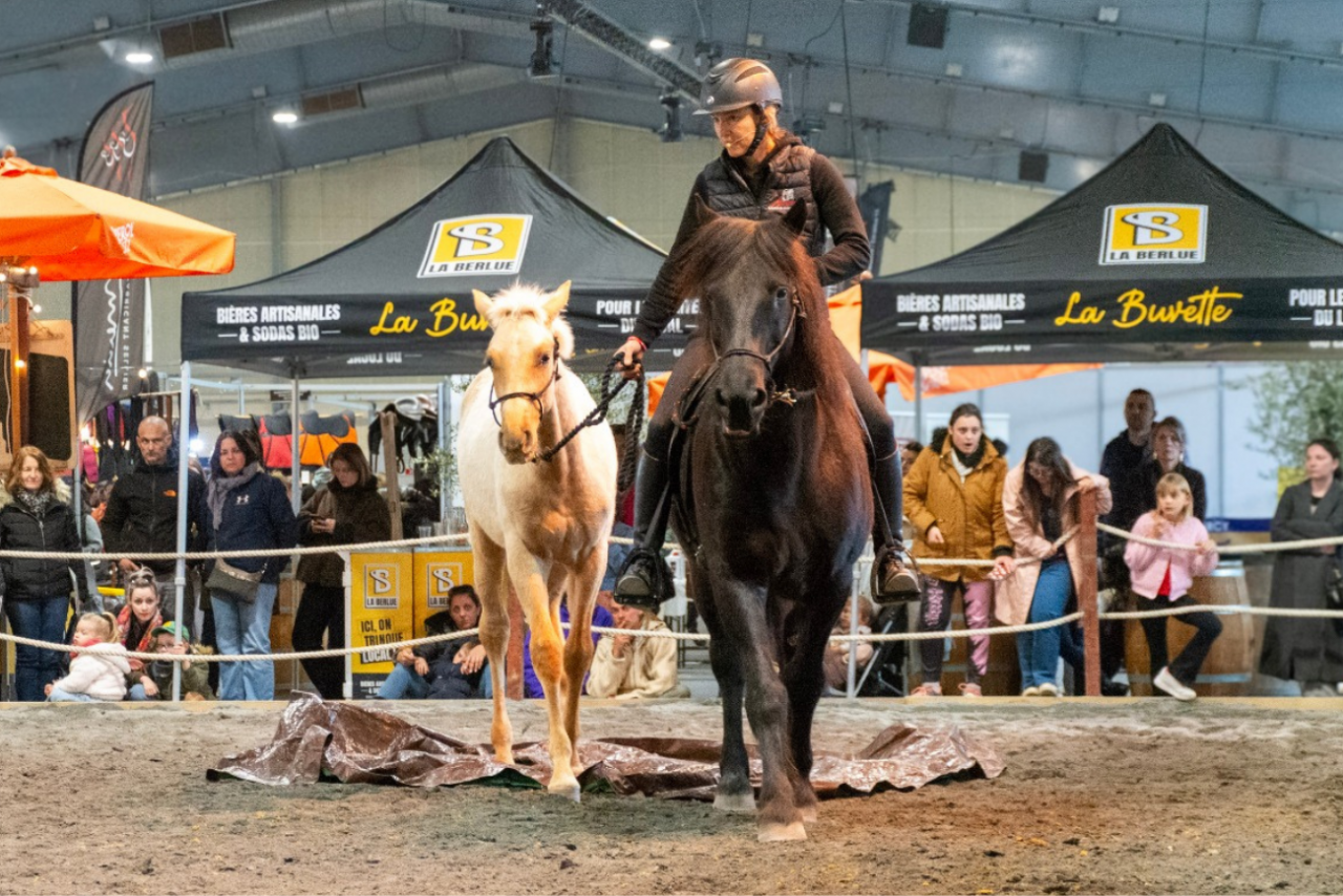 Potro PRE Pura Raza Espa&ntilde;ola En venta 2025 Palomino por ADAGIO CALLER