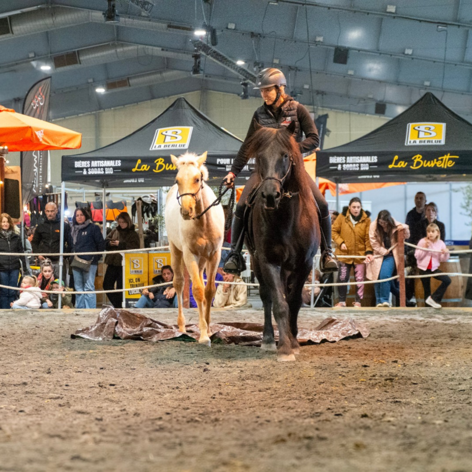 Potro PRE Pura Raza Espa&ntilde;ola En venta 2025 Palomino por ADAGIO CALLER
