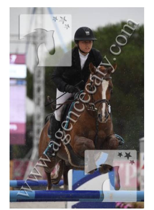 Caballo castrado PFS Poni Fran&ccedil;&eacute;s de Silla En venta 2011 Alaz&aacute;n por MEEPING CHA DE FLORYS