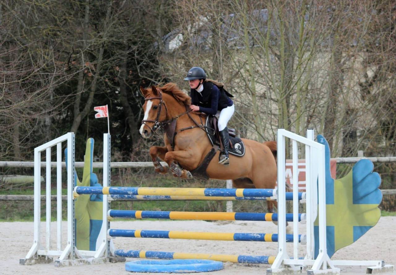 Caballo castrado PFS Poni Fran&ccedil;&eacute;s de Silla En venta 2011 Alaz&aacute;n por MEEPING CHA DE FLORYS
