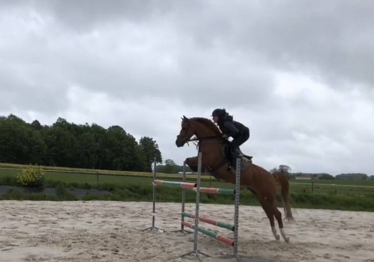 Caballo castrado PFS Poni Fran&ccedil;&eacute;s de Silla En venta 2011 Alaz&aacute;n por MEEPING CHA DE FLORYS