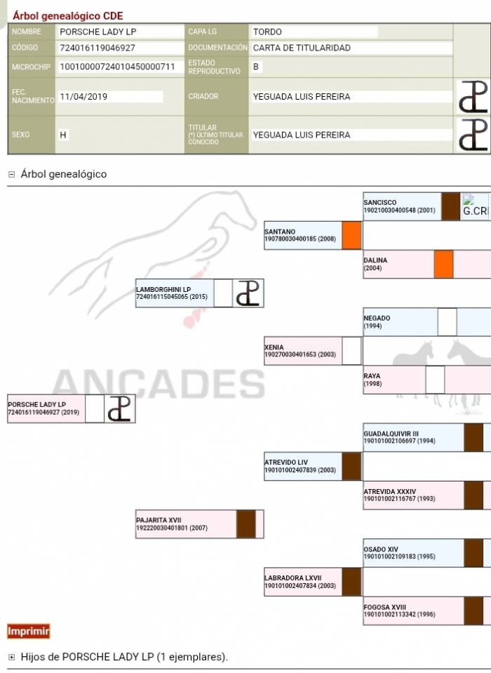 Yegua CDE con potro Appaloosa