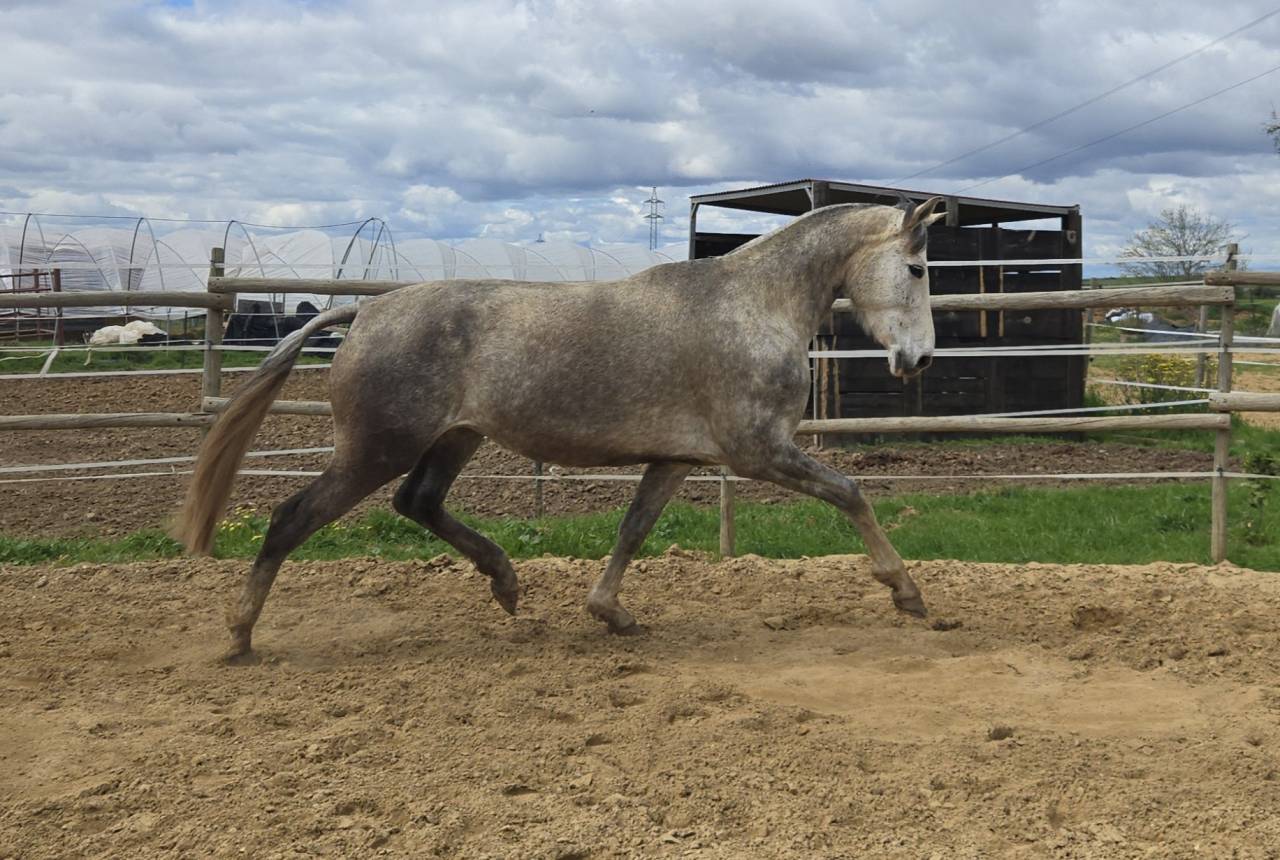 Yegua CDE con potro Appaloosa