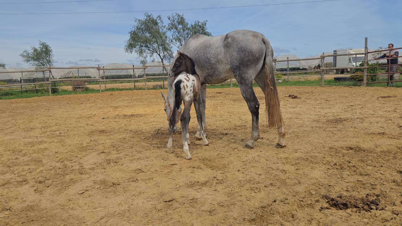 Yegua CDE con potro Appaloosa