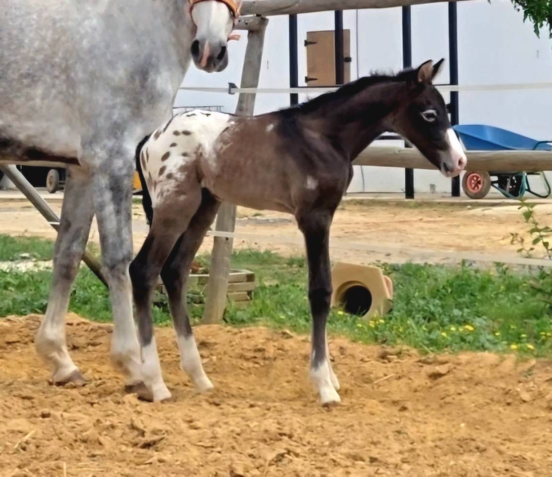 Yegua CDE con potro Appaloosa