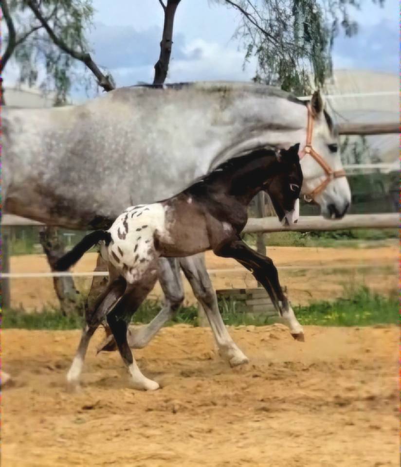 Yegua CDE con potro Appaloosa