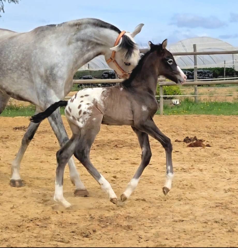Yegua CDE con potro Appaloosa