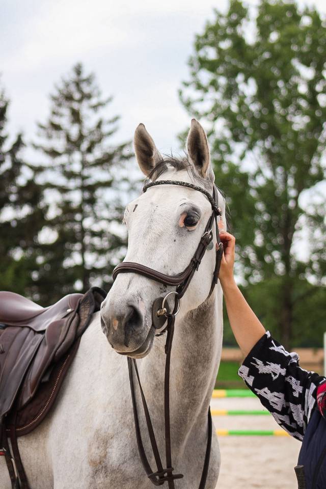 Caballo castrado Caballo de Deporte Irland&eacute;s En venta 2022 Tordo por Don vhp z