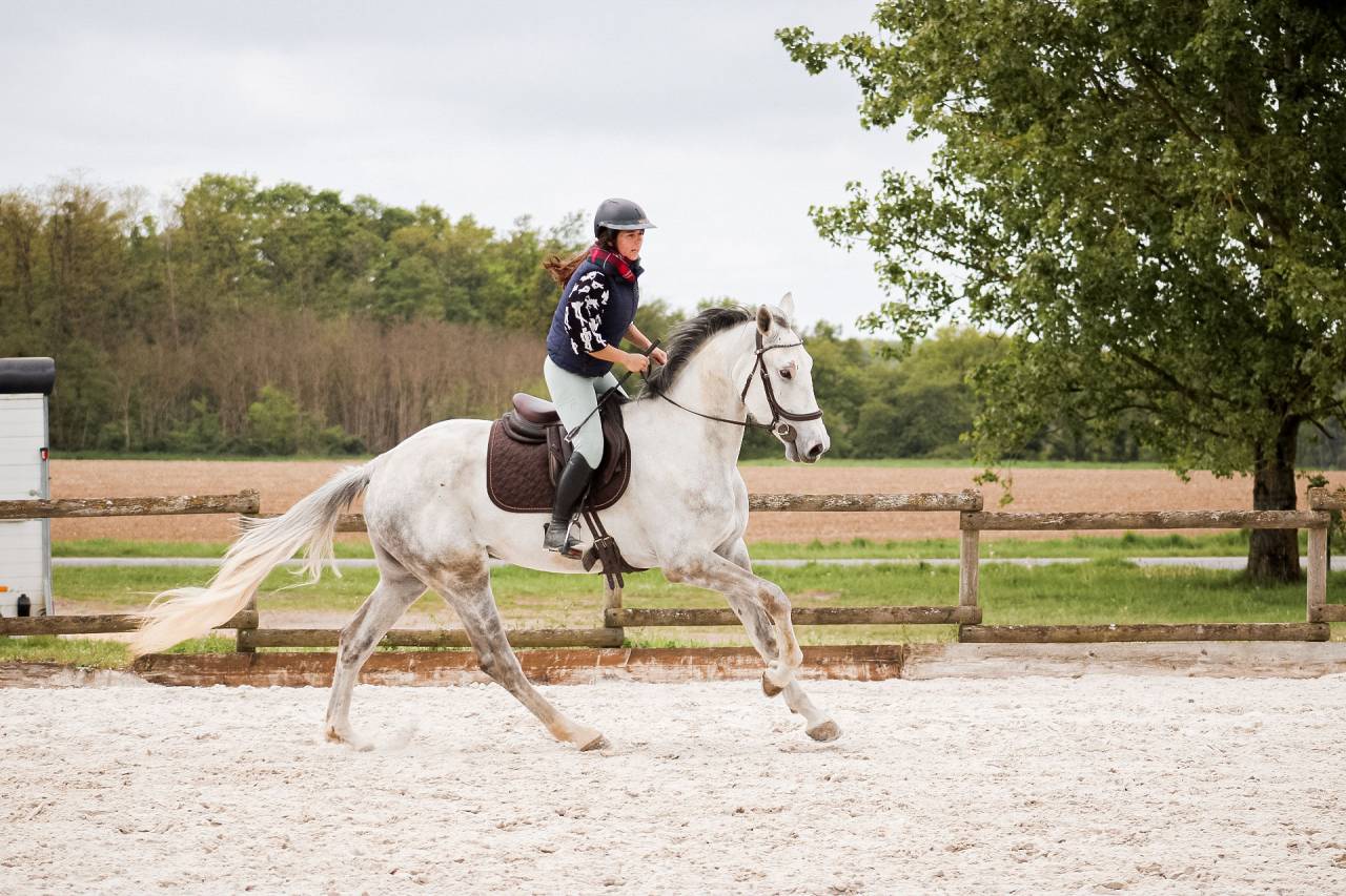 Caballo castrado Caballo de Deporte Irland&eacute;s En venta 2022 Tordo por Don vhp z