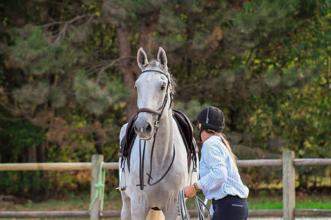 Caballo castrado Caballo de Deporte Irland&eacute;s En venta 2022 Tordo por Don vhp z