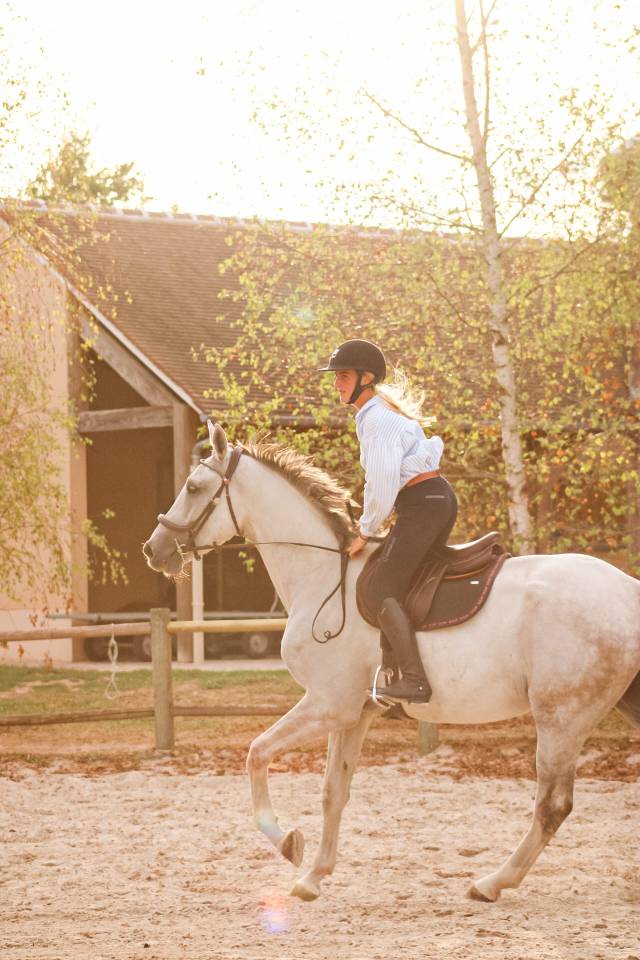 Caballo castrado Caballo de Deporte Irland&eacute;s En venta 2022 Tordo por Don vhp z