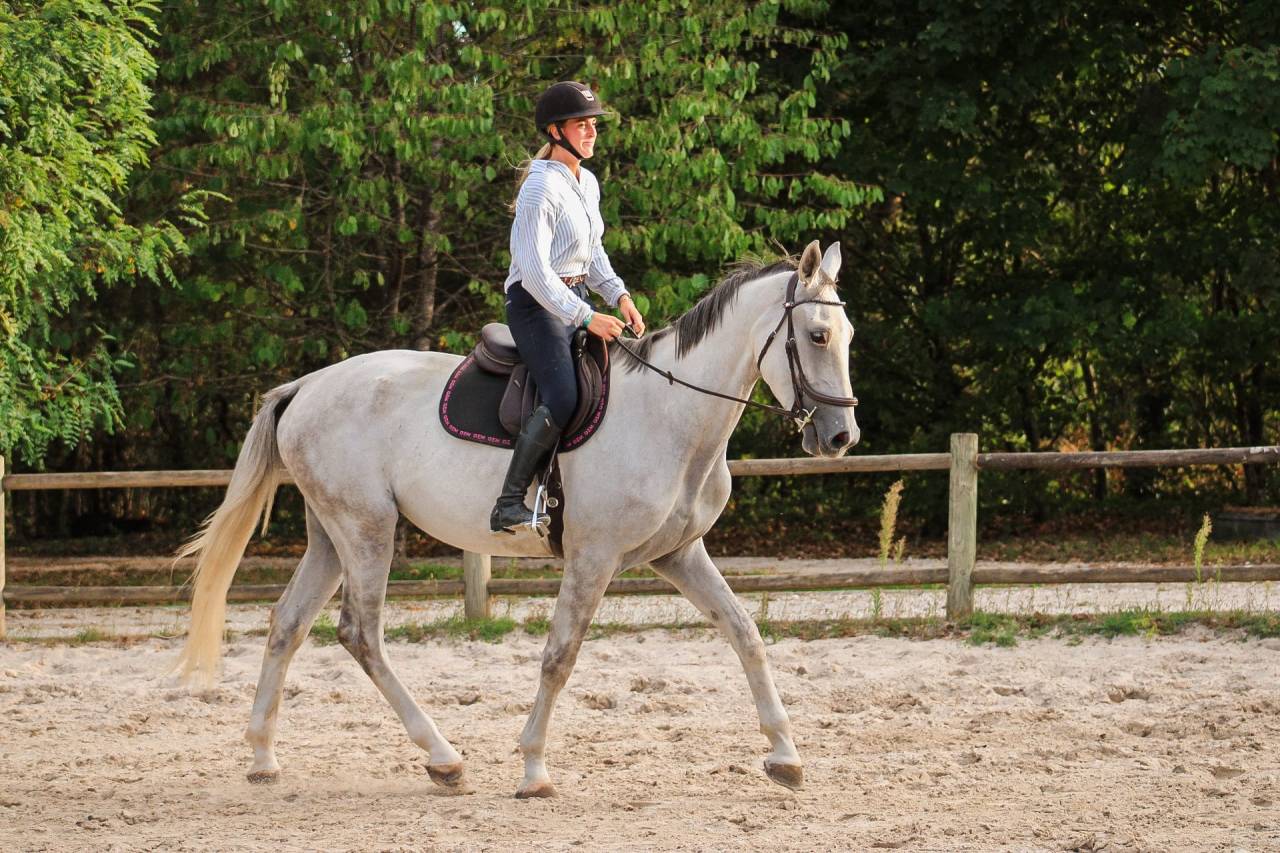 Caballo castrado Caballo de Deporte Irland&eacute;s En venta 2022 Tordo por Don vhp z